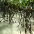 Mangrovy