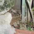 Krab v hotelov� zahrad�