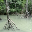 Mangrovy