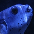 London Aquarium