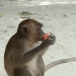 Opice na Monkey beach