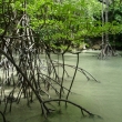 Mangrovy