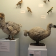 Dodo